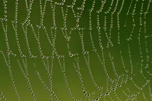Delicate Prints: Cobweb with droplets of morning dew Baden-Wuerttemberg, Germany