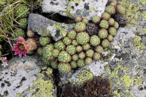 Images Dated 26th June 2006: Cobweb houseleek ( Sempervivum arachnoideum ) just coming into flower. Pyrenees