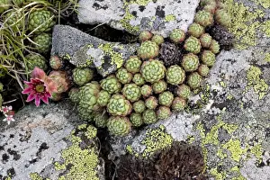 Alps Prints: Cobweb houseleek ( Sempervivum arachnoideum ) just coming into flower. Pyrenees. France