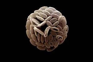 Coccolithophore