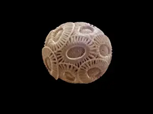 Coccolithophore