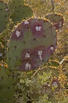 Cochineal Bugs - on Prickly Pear Cactus (Opuntia) - Red with deep red to pink waxy scales under body - Female is 1/16 to 1/8 inch - Male is one-half length - Often concealed by dense tangled strands of white cottony wax - Legs reduced - Found in