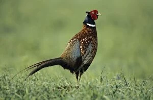 Images Dated 30th June 2005: Cock Pheasant