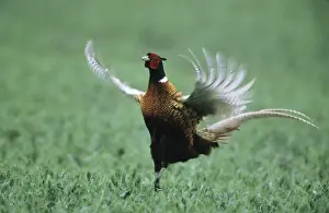 Cock Pheasant - calling & displaying