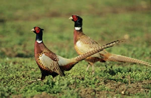 Gamebird Collection: Cock Pheasant - territorial dispute between rivals