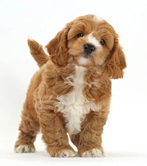 Mixed Breed Collection: Cockapoo Dog puppy