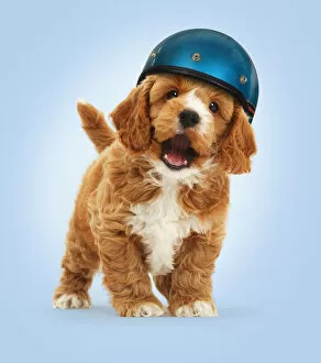 Cockapoo Dog puppy, wearing motorcycle helmet Date: 02-Mar-20
