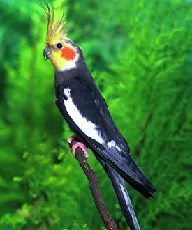 Small Pets Collection: Cockatiel