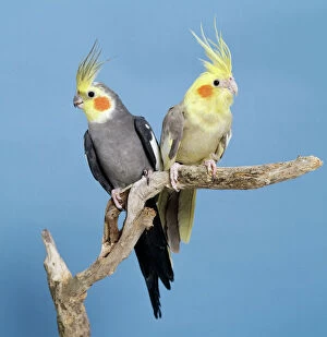 Feather Collection: Cockatiel Birds - Two perched on branch