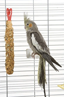 Cockatiel - on perch
