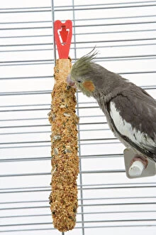 Cage Collection: Cockatiel - in cage feeding