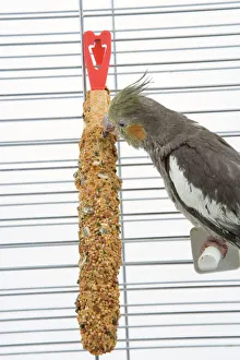 Cage Collection: Cockatiel - in cage feeding