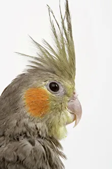 Feather Collection: Cockatiel - close-up of head and crest