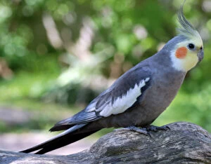 Parrots Collection: Cockatiel on dead tree; Australia