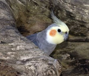 Cockatiel at entrance to nest in hollow tree