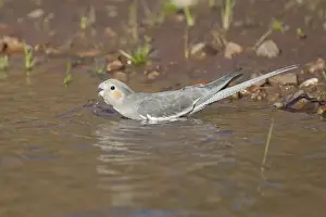 Cockatiel - female drinking at Poison Creek waterhole, near Canteen Creek Aboriginal Community, Northern Territory, Australia
