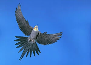 Parrots Collection: Cockatiel - in flight
