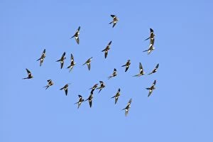 Cockatiel - flock of cockatiels flies above a waterhole in search for a tree to rest
