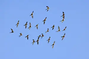 Cockatoo Prints: Cockatiel - flock of cockatiels flys above a waterhole in search for a tree to rest