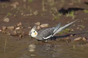 Cockatiel - male drinking at Poison Creek waterhole, near Canteen Creek Aboriginal Community, Northern Territory, Australia