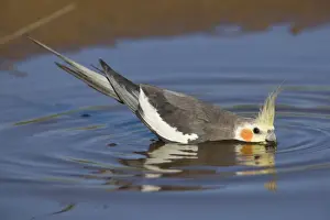 Cockatiel - male drinking at pool - near Ti Tree - Northern Territory - Australia