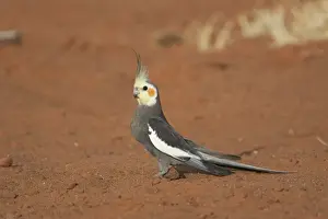 Cockatiel A male foraging on the ground, near Canteen Creek Aboriginal Community, Northern Territory, Australia