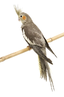 Cockatiel - on perch