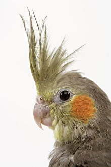 Parrots Collection: Cockatiel - on perch