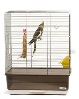 Cockatiel - on perch in cage