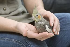 Cockatiel - perched on owners hand