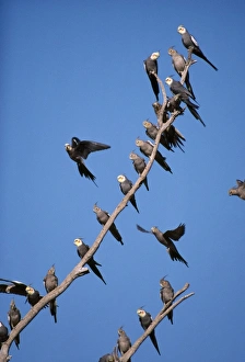 Cockatiel - on perch