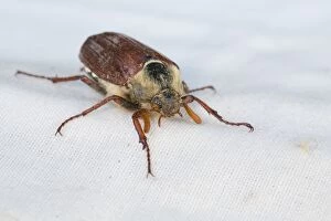 Images Dated 23rd July 2014: Cockchafer