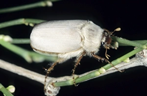 Images Dated 1st March 2010: Cockchafer Beetle (close relative of May bug) - adult female - at night