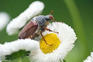 Images Dated 17th May 2013: Cockchafer on Daisy in garden - Germany (Melolontha)