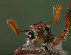 Images Dated 6th May 2005: Cockchafer - eyes and antennas