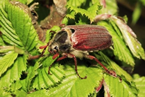 Images Dated 2nd May 2008: Cockchafer - resting on twig, Lower Saxony, Germany