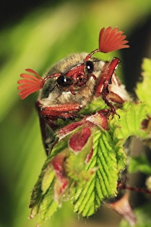 Images Dated 2nd May 2008: Cockchafer - resting on twig, Lower Saxony, Germany