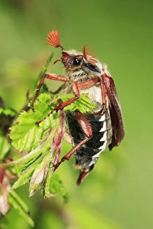 Images Dated 2nd May 2008: Cockchafer - resting on twig, Lower Saxony, Germany