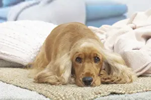 Cocker Prints: COCKER SPANIEL