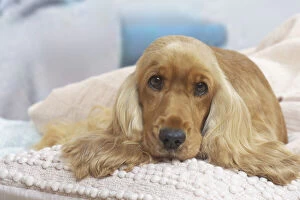 Images Dated 6th November 2020: COCKER SPANIEL