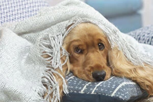 Images Dated 6th November 2020: COCKER SPANIEL