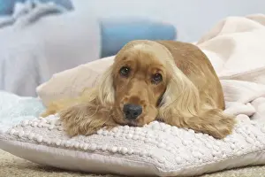 COCKER SPANIEL