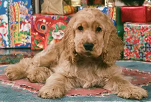 Cocker Spaniel Dog JD 7097 Lying by Christmas presents &copy; John Daniels / ardea. com