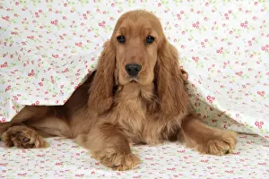 Cocker Spaniel Dog - puppy