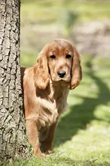 Cocker Spaniel Dog - puppy