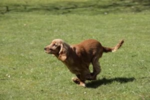 Images Dated 15th April 2008: Cocker Spaniel Dog - puppy running