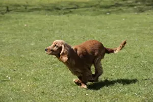 Cocker Spaniel Dog - puppy running