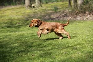 Cocker Spaniel Dog - puppy running