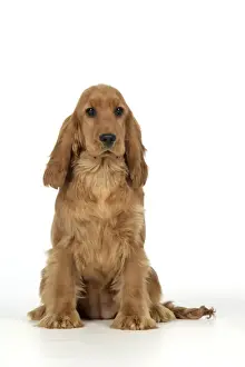 Cocker Spaniel Dog - puppy sitting