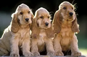 Cocker Spaniel Dogs